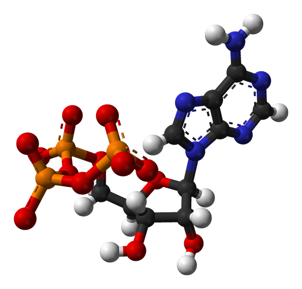 Ball-and-stick model of adenosine triphosphate (ATP) Ball-and-stick model of adenosine triphosphate (ATP) - Sputnik International