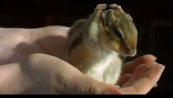 Hamster in slow motion - Sputnik International