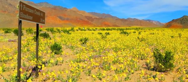 DEATH VALLEY SUPER BLOOM SPRING FLORA 2016 DEATH VALLEY SUPER BLOOM SPRING FLORA 2016 - Sputnik International