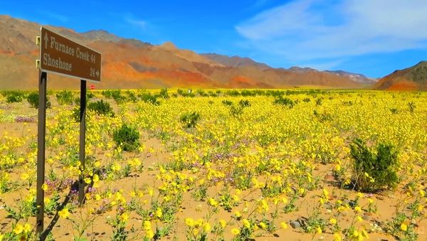 DEATH VALLEY SUPER BLOOM SPRING FLORA 2016 - Sputnik International