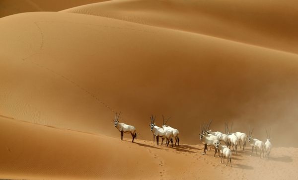 This Week in Pictures This Week in Pictures - Sputnik International