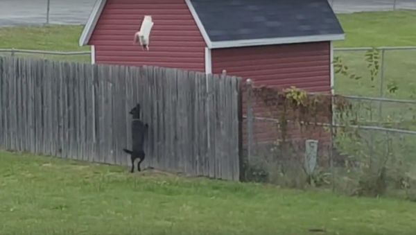 Cat Jumps Over Fence to Get Away from Dog - Sputnik International