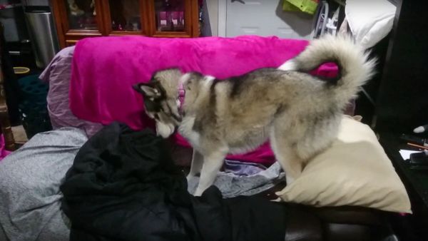 Husky and a blanket - Sputnik International