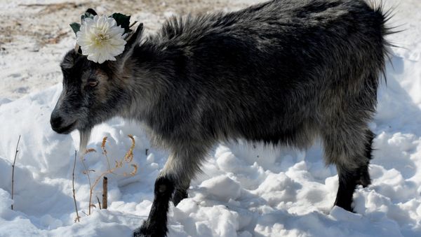 Manya the goat, the first of potential mates for Timur the goat, in Primorye Safari Park on the park's 9th birthday - Sputnik International