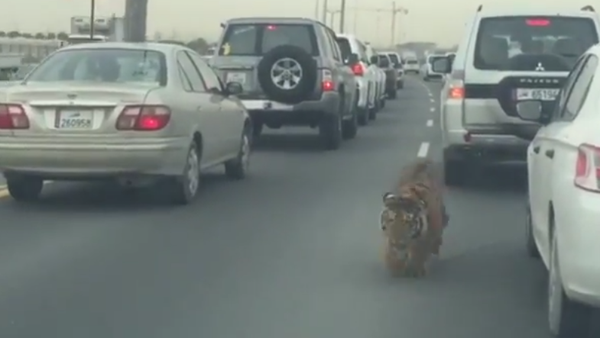Tiger at Doha Qatar Road - Sputnik International
