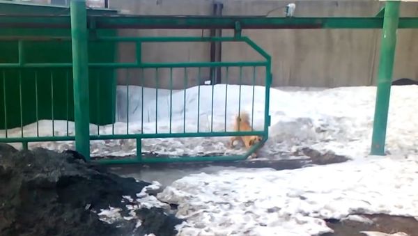 Greatest Gate Guard Dog - Sputnik International