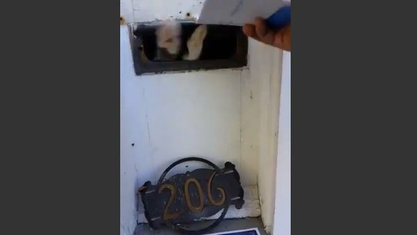 Cat Attacks Mail - Sputnik International