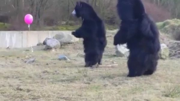 Huge bears fascinated by tiny bright balloon - Sputnik International