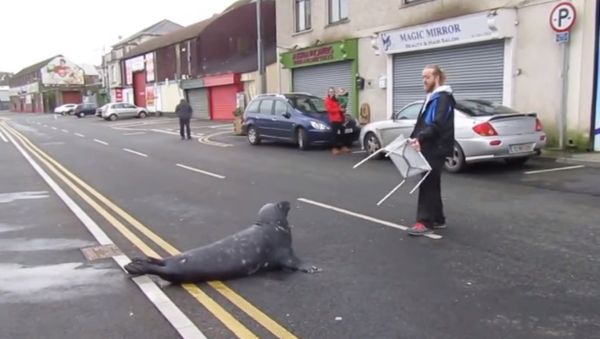 Sammy The Seal - Sputnik International