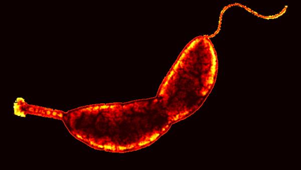 Caulobacter crescentus - Sputnik International