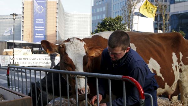 Belgian farmer leads his cow outside the European Union agriculture ministers meeting as farmers protest against low selling prices in central Brussels, Belgium March 14, 2016 - Sputnik International