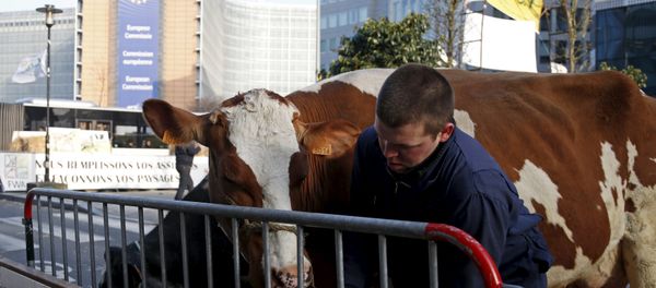 Belgian farmer leads his cow outside the European Union agriculture ministers meeting as farmers protest against low selling prices in central Brussels, Belgium March 14, 2016 Belgian farmer leads his cow outside the European Union agriculture ministers meeting as farmers protest against low selling prices in central Brussels, Belgium March 14, 2016 - Sputnik International