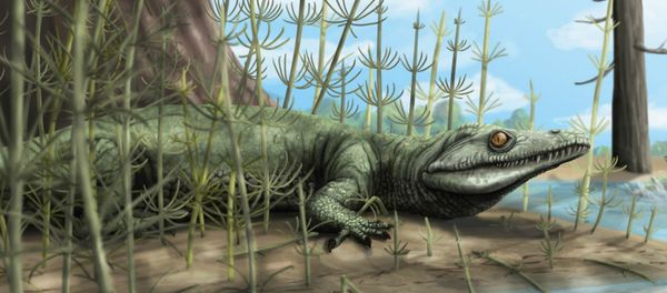 Palaeontologists discover 250 million year old new species of reptile in Brazil - Sputnik International