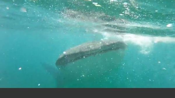 Girl Encounters Whale Shark - Sputnik International