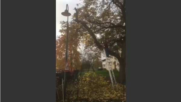 Tree cutting fail - Sputnik International