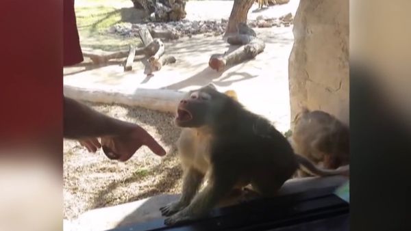 Baboon Is Amazed By Man's Magic Trick - Sputnik International