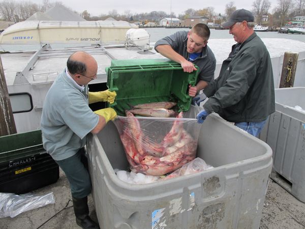 Workers unload Lake Erie fish from a tug docked at Kingsville, Ontario, Canada. (File) - Sputnik International