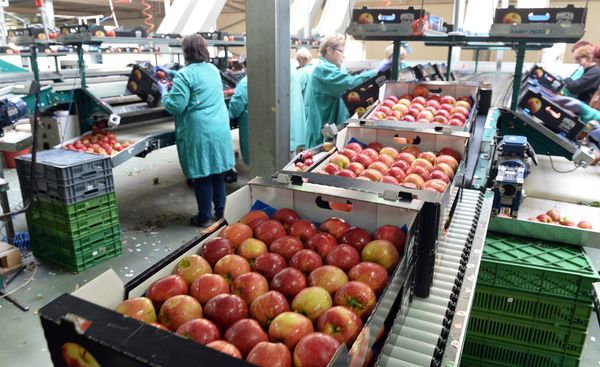 Apples are packed in a Polish fruit factory Rajpol in Wola Leczyszycka - Sputnik International
