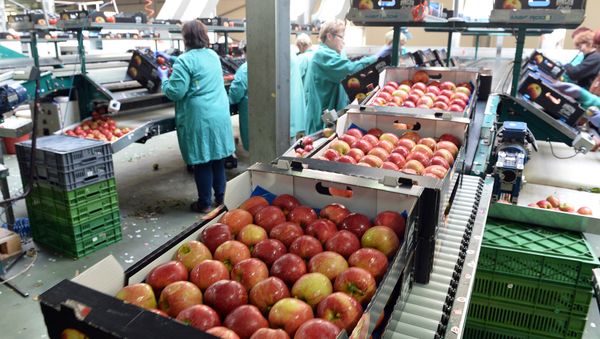 Apples are packed in a Polish fruit factory Rajpol in Wola Leczyszycka - Sputnik International