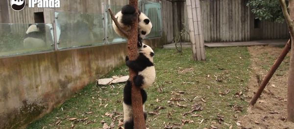 Panda Cubs Cooperate With Each Other Smoothly Panda Cubs Cooperate With Each Other Smoothly - Sputnik International