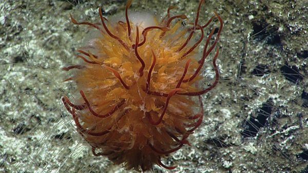 A dandelion siphonophore imaged in a submarine canyon north of French Frigate Shoals - Sputnik International