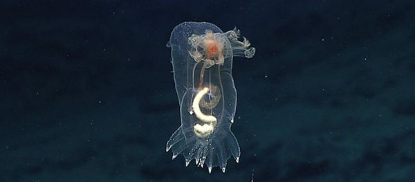 A swimming sea cucumber seen near the cliff A swimming sea cucumber seen near the cliff - Sputnik International