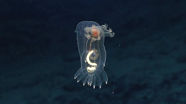 A swimming sea cucumber seen near the cliff - Sputnik International