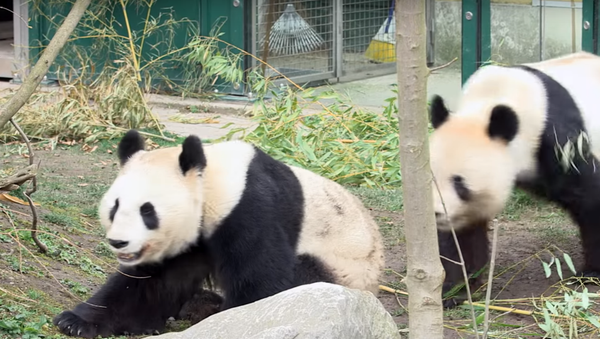 Pandas at the Schonbrunn Zoo in Vienna - Sputnik International