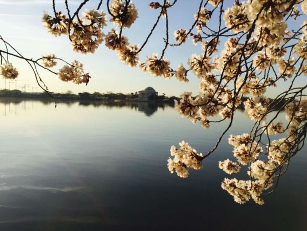 The Jefferson Memorial - Sputnik International