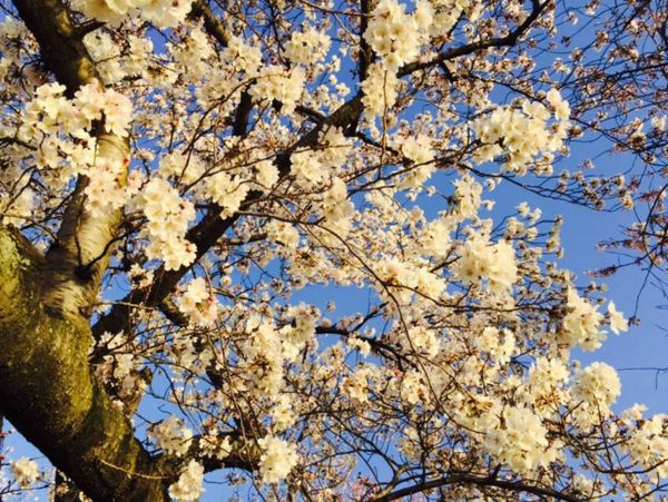 Blossoms in bloom - Sputnik International
