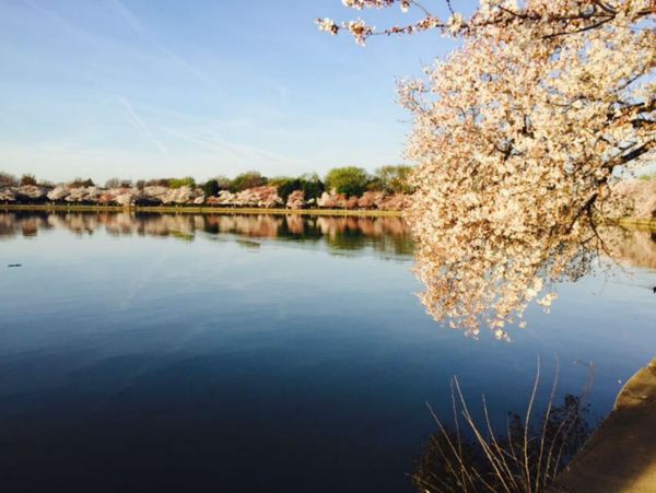 Trees along the capital's Tidal Basin - Sputnik International