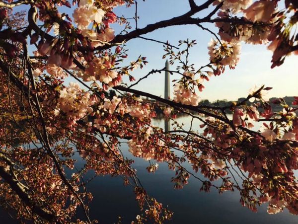 The monument through the branches - Sputnik International
