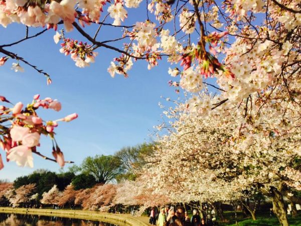 Cherry blossoms along the Tidal Basin - Sputnik International