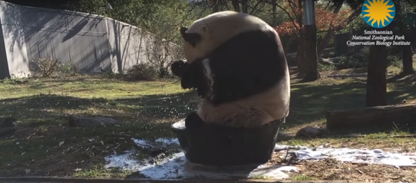 Splish Splash! How a Panda Takes a Bath - Sputnik International