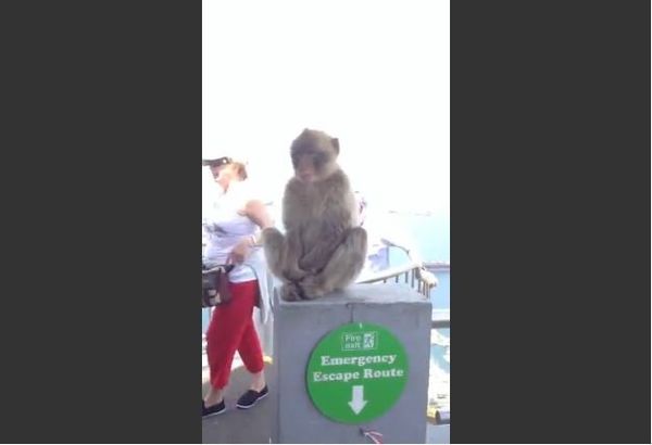 Hungry Monkey Steals Banana from Woman Hungry Monkey Steals Banana from Woman - Sputnik International