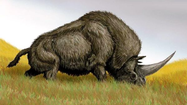 Elasmotherium sibiricum Elasmotherium sibiricum - Sputnik International