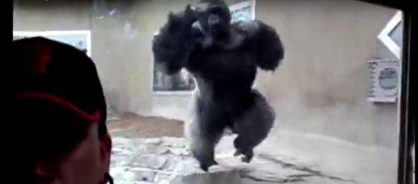 Monstrous gorilla tries to attack zoo visitor through glass - Sputnik International