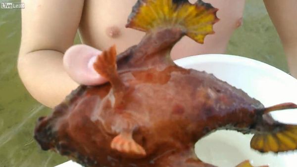 Bizarre frog fish caught in the gulf of mexico - Sputnik International