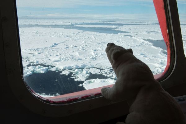 Global Warming Alert: Arctic Ice Continues to Melt Like Butter Global Warming Alert: Arctic Ice Continues to Melt Like Butter - Sputnik International
