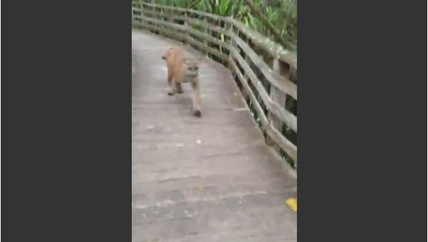 An Interesting Walk Gets Unexpected Visitor - Sputnik International