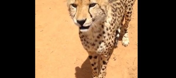 Have you ever heard meowing Cheetah? Have you ever heard meowing Cheetah? - Sputnik International