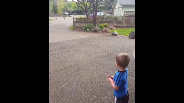 2 year old talks to turkeys - Sputnik International