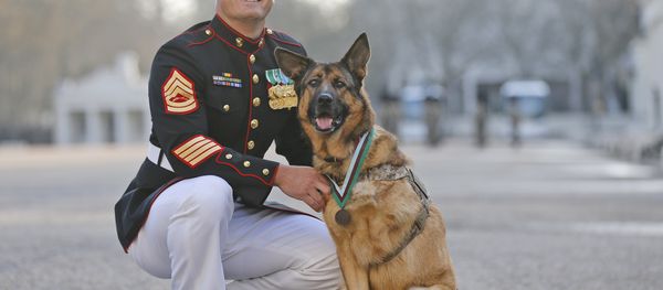 Gunnery sergeant Christopher Willingham, of Tuscaloosa, Alabama, USA, poses with US Marine dog Lucca, after receiving the PDSA Dickin Medal, awarded for animal bravery, equivalent of the Victoria Cross, at Wellington Barracks in London, Tuesday, April 5, 2016. Gunnery sergeant Christopher Willingham, of Tuscaloosa, Alabama, USA, poses with US Marine dog Lucca, after receiving the PDSA Dickin Medal, awarded for animal bravery, equivalent of the Victoria Cross, at Wellington Barracks in London, Tuesday, April 5, 2016. - Sputnik International