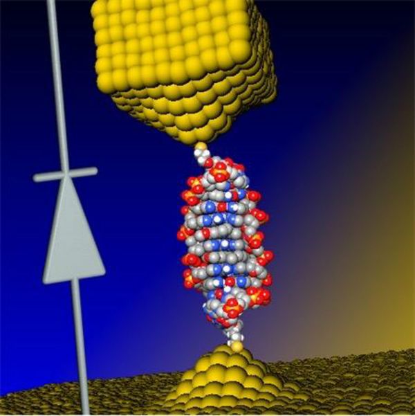 Illustration of the coralyne-intercalated DNA junction used to create a single-molecule diode, which can be used as an active element in future nanoscale circuits - Sputnik International