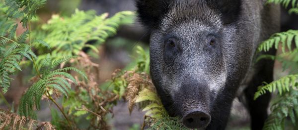 Wild boars Wild boars - Sputnik International