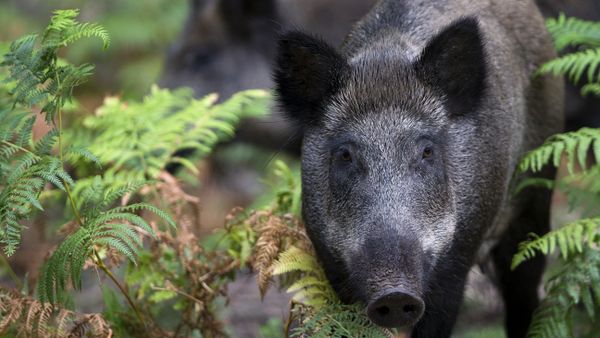 Wild boars Wild boars - Sputnik International