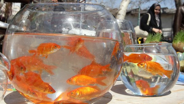 Goldfish swim in bowls at a market in Tehran on March 19, 2012 - Sputnik International