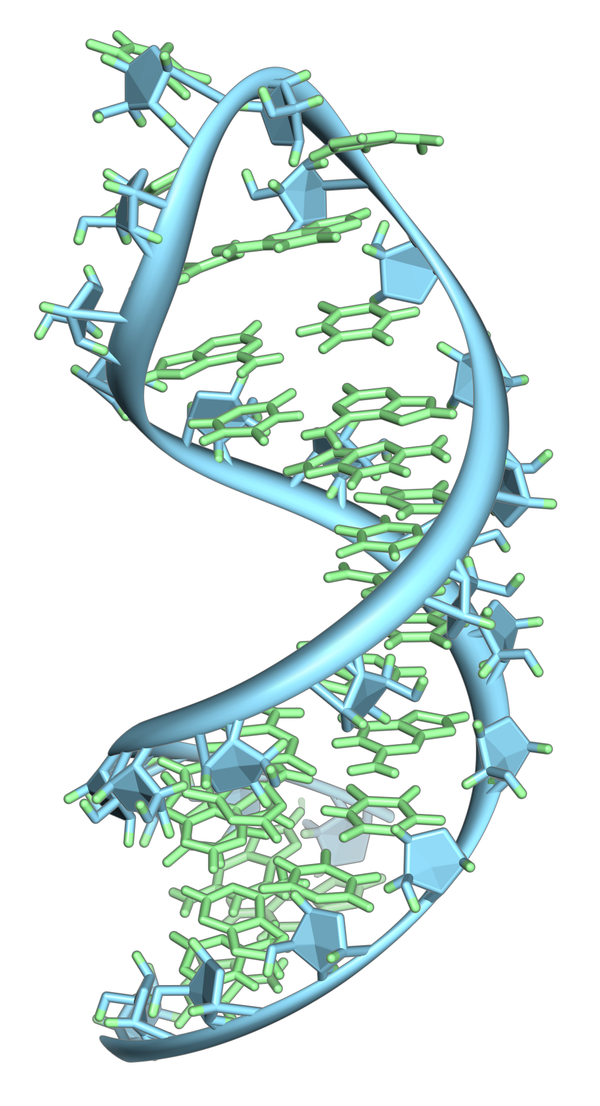 A hairpin loop from a pre-mRNA. Highlighted are the nucleobases (green) and the ribose-phosphate backbone (blue). Note that this is a single strand of RNA that folds back upon itself - Sputnik International