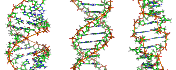 From left to right, the structures of A-, B- and Z-DNA. The structure a DNA molecule depends on its environment. In aqueous enviromnents, including the majority of DNA in a cell, B-DNA is the most common structure. The A-DNA structure is dominates in dehydrated samples and is similar to the double-stranded RNA and DNA/RNA hybrids. Z-DNA is a rarer structure found in DNA bound to certain proteins From left to right, the structures of A-, B- and Z-DNA. The structure a DNA molecule depends on its environment. In aqueous enviromnents, including the majority of DNA in a cell, B-DNA is the most common structure. The A-DNA structure is dominates in dehydrated samples and is similar to the double-stranded RNA and DNA/RNA hybrids. Z-DNA is a rarer structure found in DNA bound to certain proteins - Sputnik International