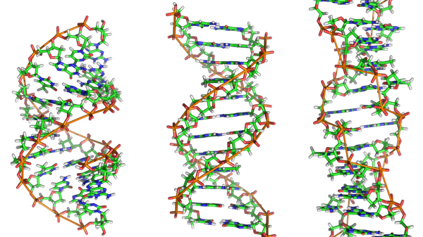 From left to right, the structures of A-, B- and Z-DNA. The structure a DNA molecule depends on its environment. In aqueous enviromnents, including the majority of DNA in a cell, B-DNA is the most common structure. The A-DNA structure is dominates in dehydrated samples and is similar to the double-stranded RNA and DNA/RNA hybrids. Z-DNA is a rarer structure found in DNA bound to certain proteins - Sputnik International